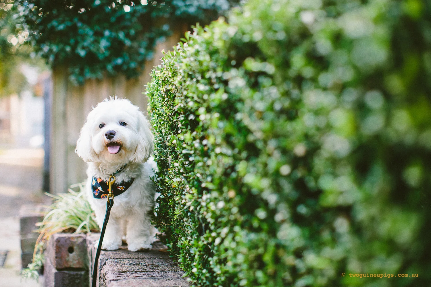 twoguineapigs_pet_photography_dalston_havanese_holiday_day5_dog