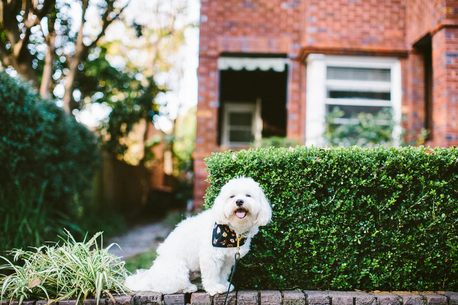 twoguineapigs_pet_photography_dalston_havanese_holiday_day5_dog