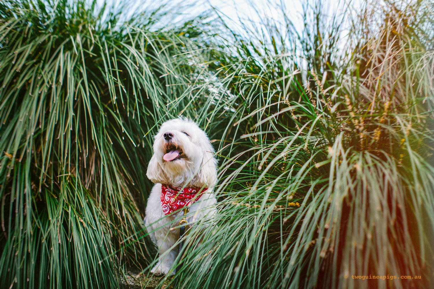 twoguineapigs_pet_photography_dalston_havanese_holiday_day7_dog