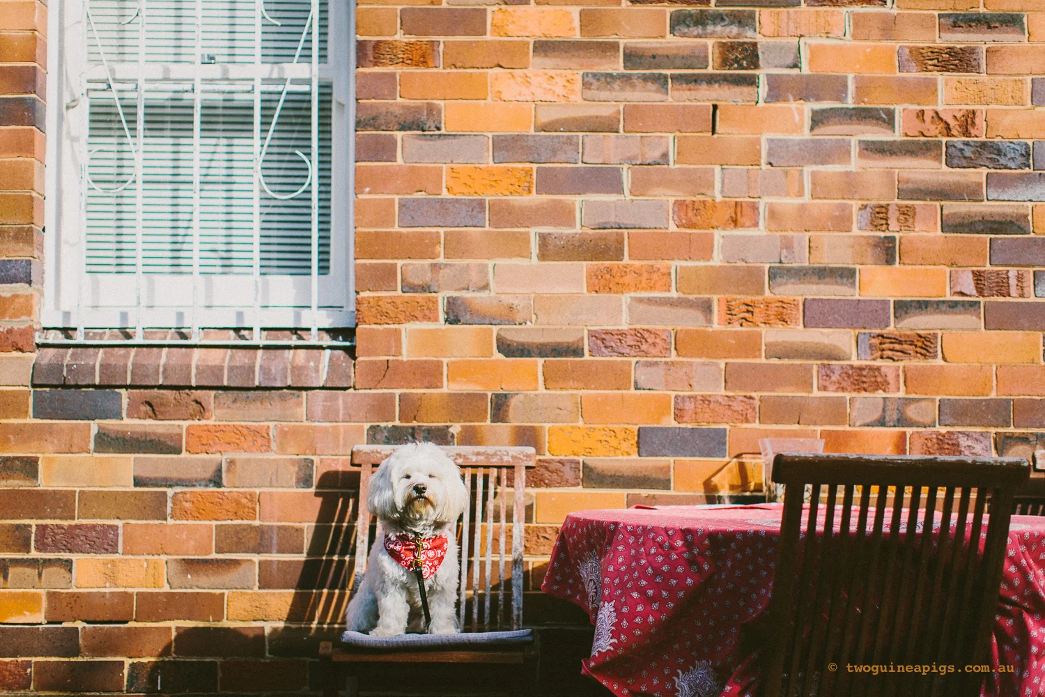 twoguineapigs_pet_photography_dalston_havanese_holiday_day6_dog