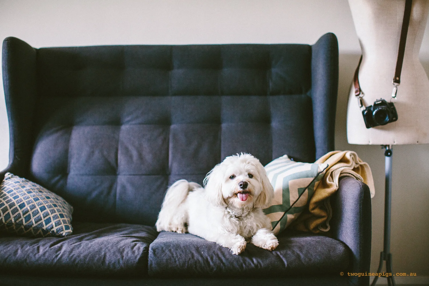 twoguineapigs_pet_photography_dalston_havanese_holiday_day6_dog