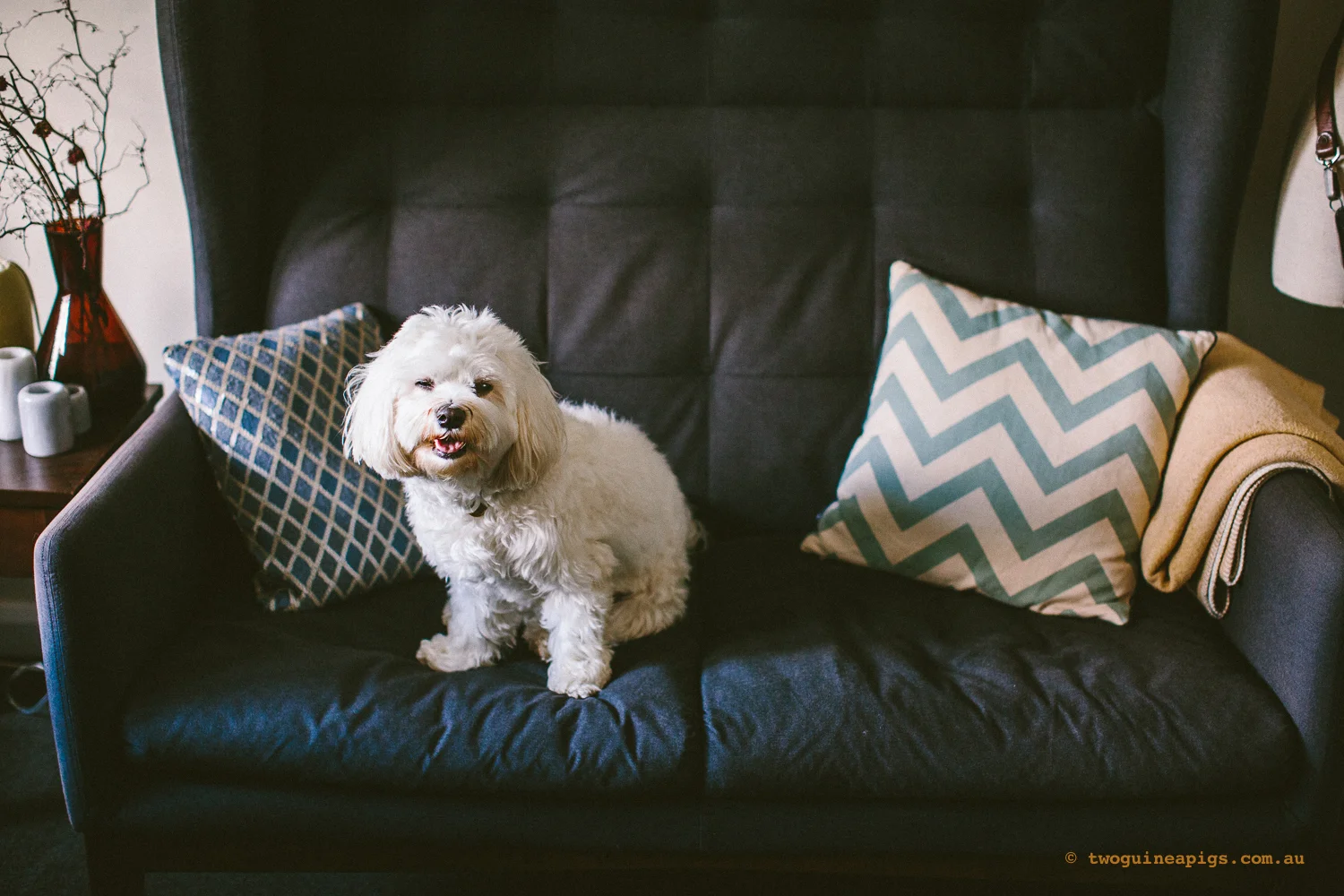 twoguineapigs_pet_photography_dalston_havanese_holiday_day8_dog