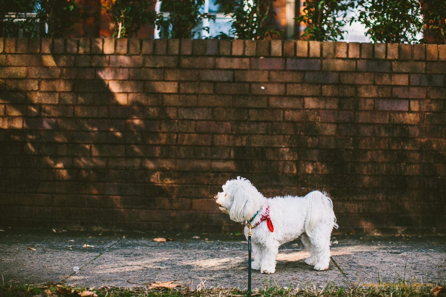 twoguineapigs_pet_photography_dalston_havanese_holiday_day8_dog