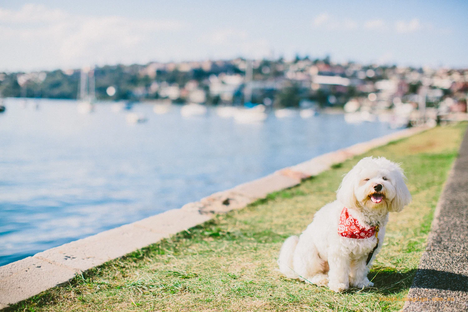 twoguineapigs_pet_photography_dalston_havanese_holiday_day8_dog