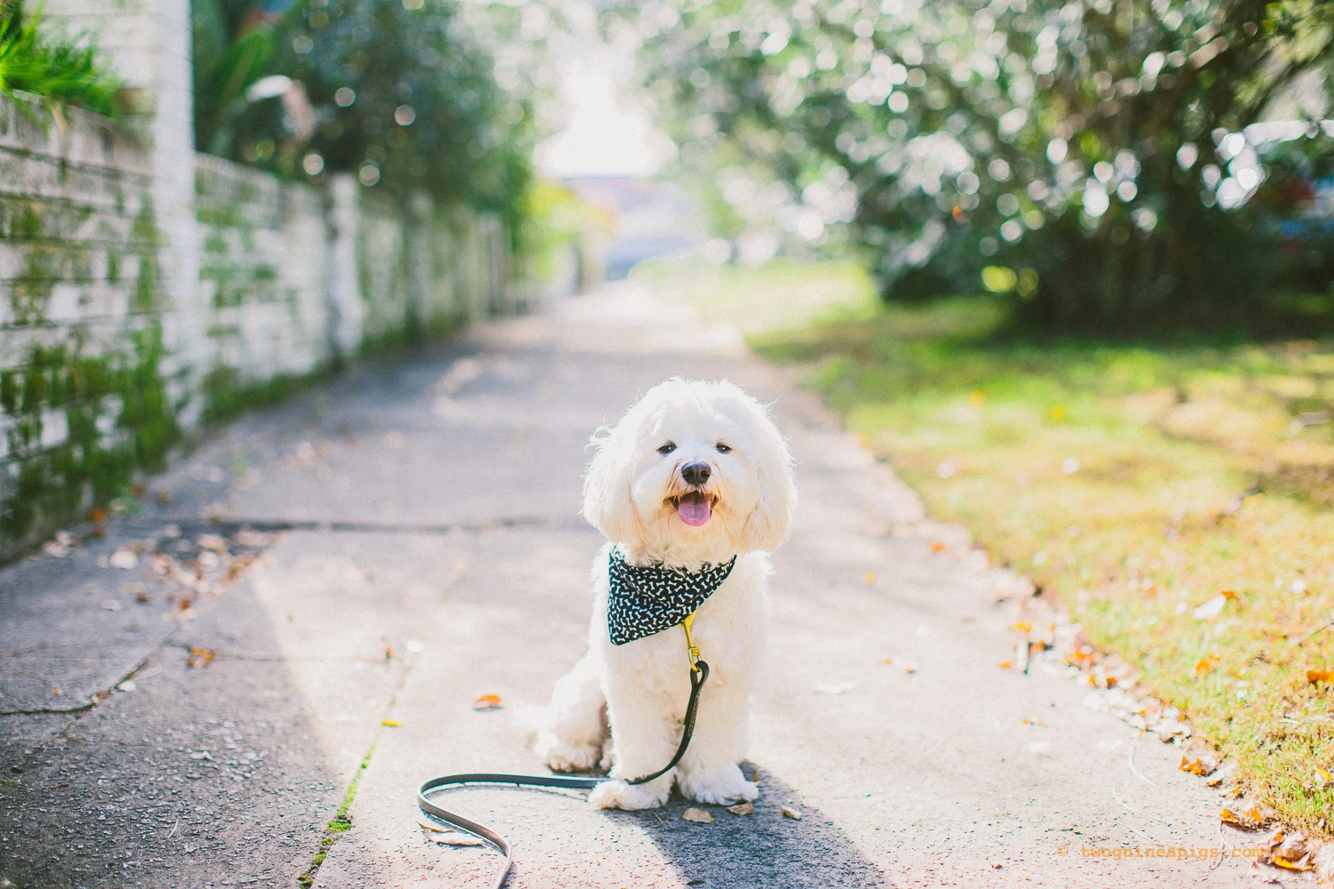 twoguineapigs_pet_photography_dalston_havanese_holiday_day9_dog
