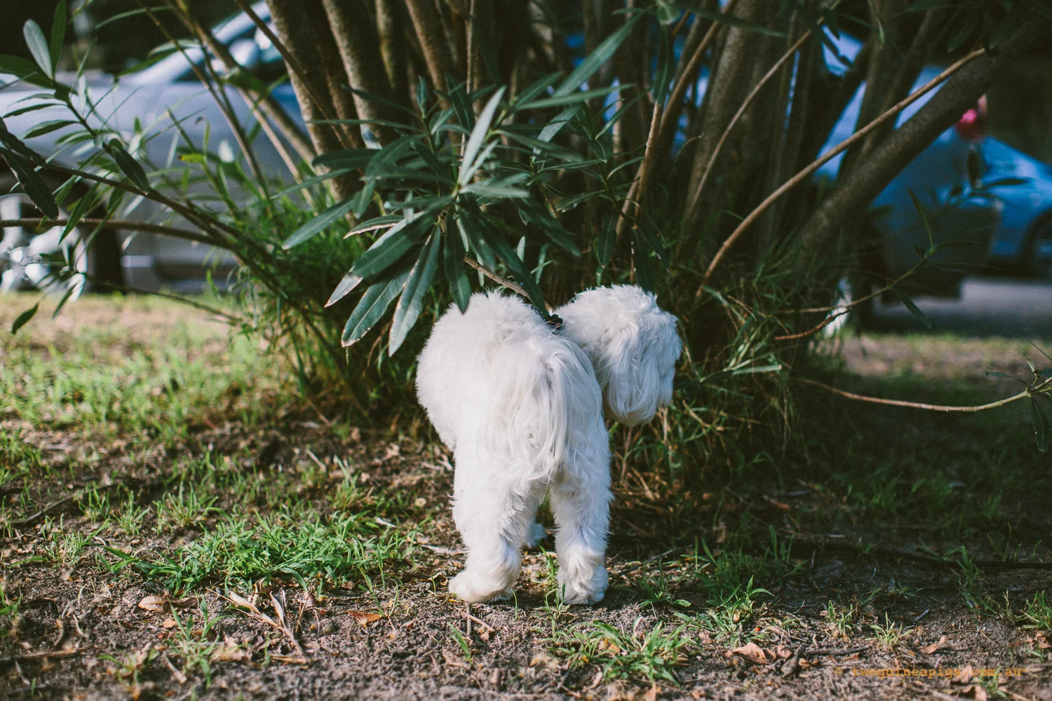 twoguineapigs_pet_photography_dalston_havanese_holiday_day9_dog
