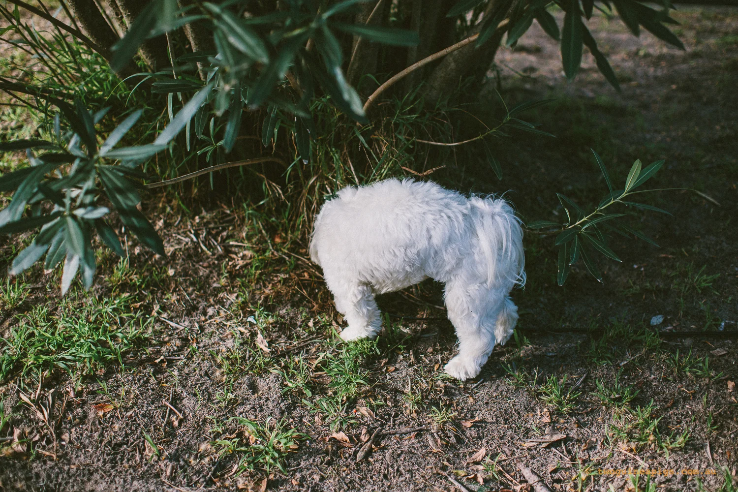 twoguineapigs_pet_photography_dalston_havanese_holiday_day9_dog