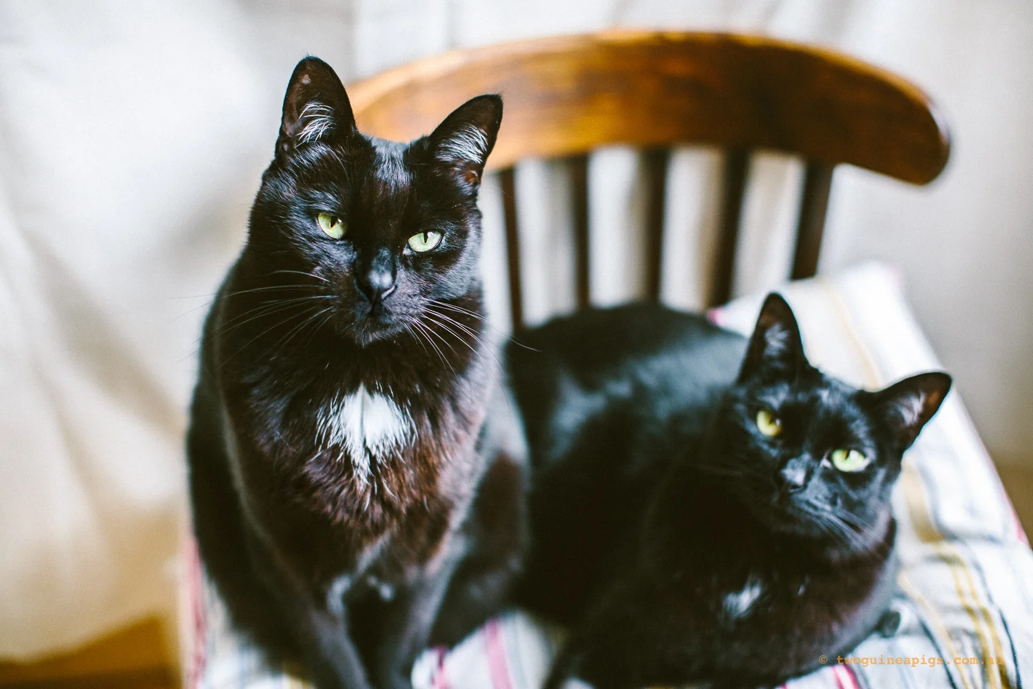 twoguineapigs_pet_photography_black_cats_pf_vet_going_hero