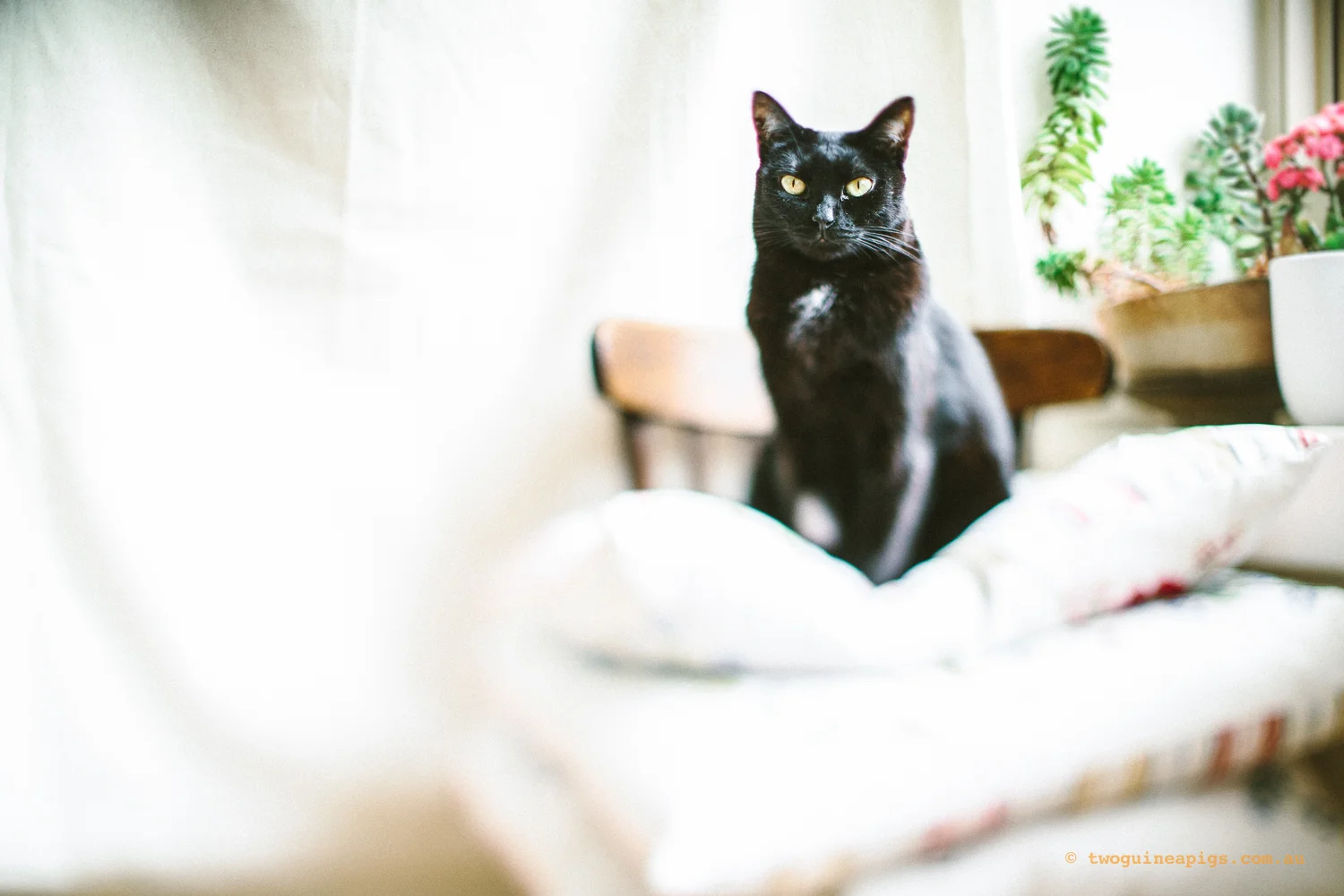 twoguineapigs_pet_photography_black_cats_pf_vet_going_hero