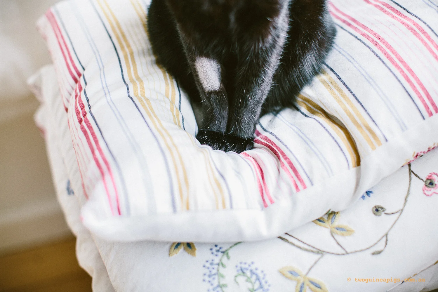 twoguineapigs_pet_photography_black_cats_pf_vet_going_hero