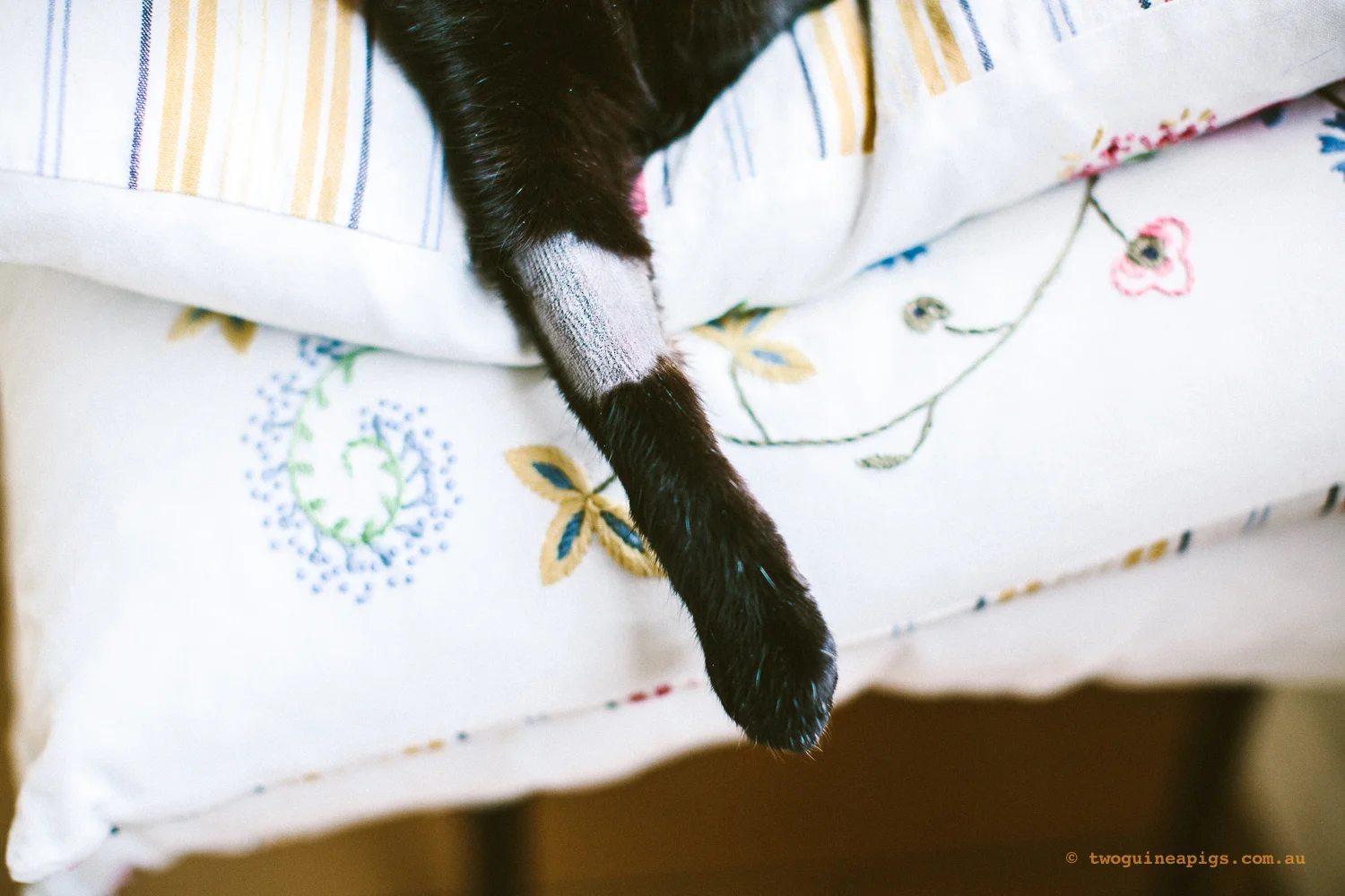 twoguineapigs_pet_photography_black_cats_pf_vet_going_hero