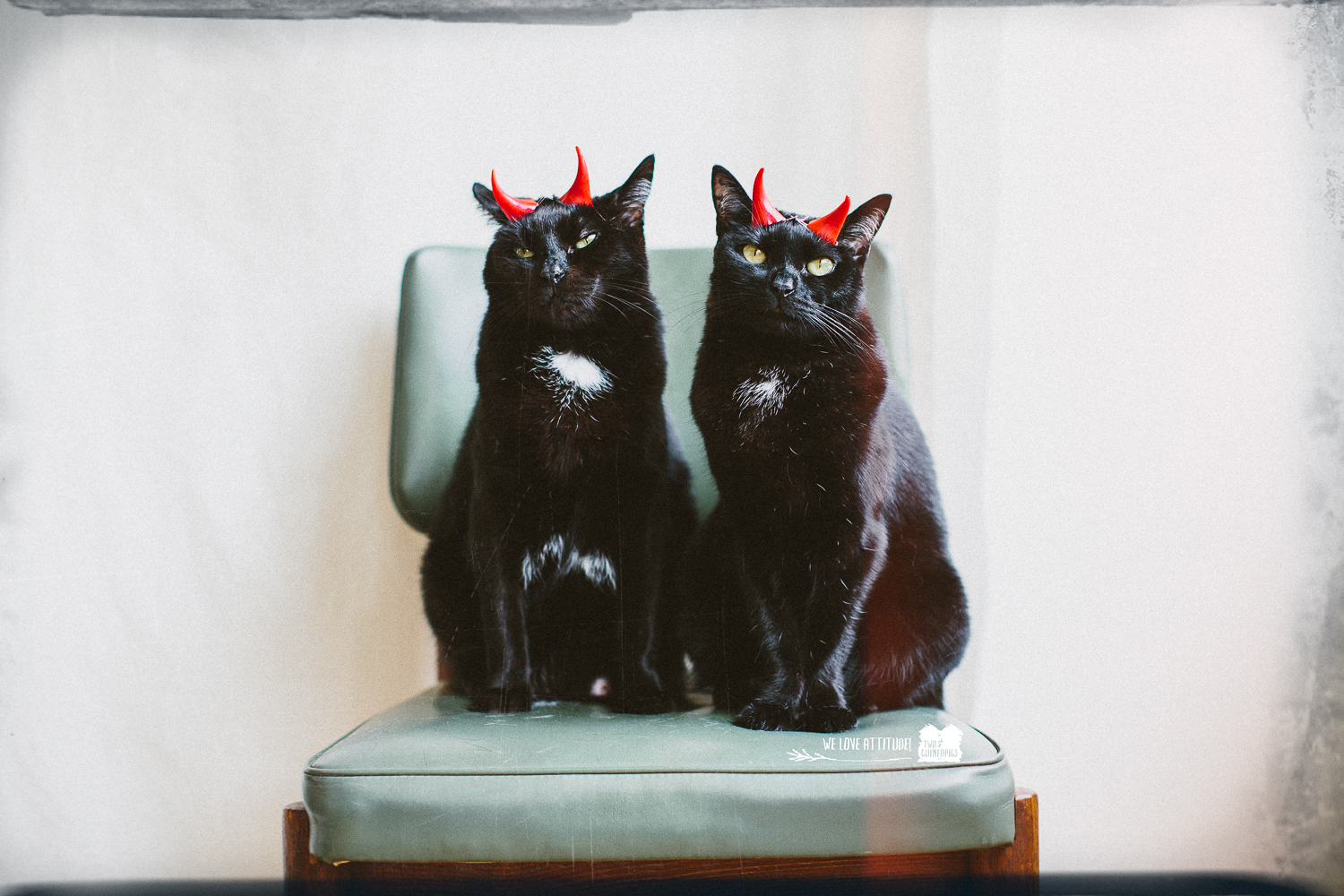 twoguineapigs_pet_photography_black_cats_halloween_the_devils