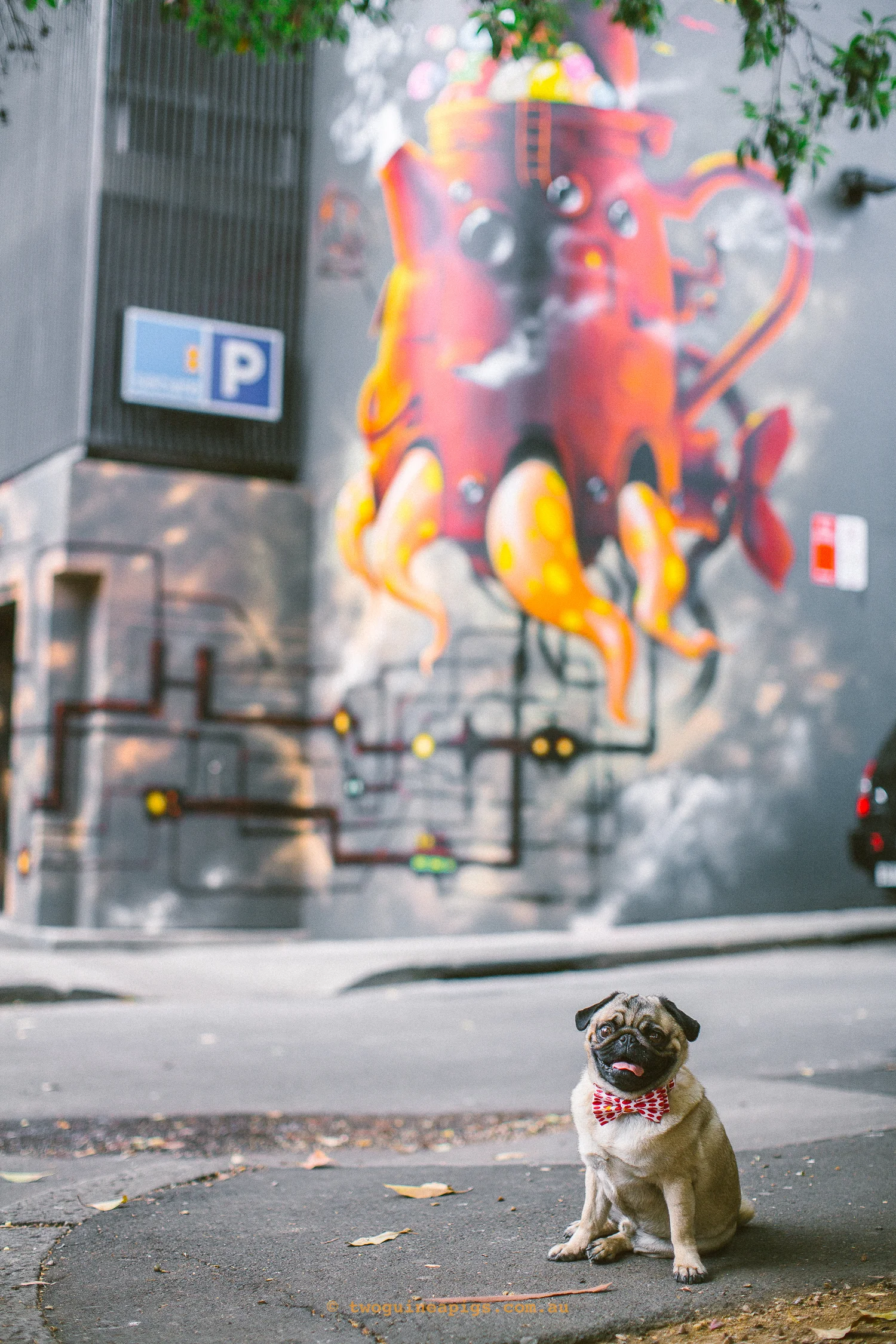 twoguineapigs_pet_photography_ohjaffa_bespoke_bow_tie_designer_pug