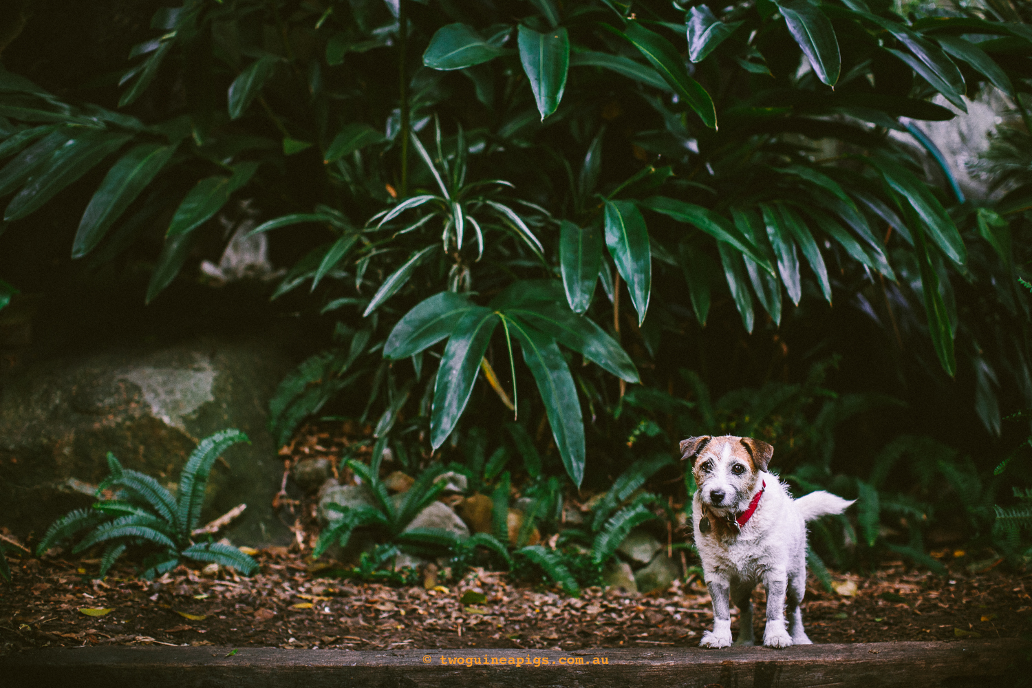 twoguineapigs_pet_photography_jkblackwell_poppy_jackrussell_iris_tabby_robinlow_kirribilli_1500-5.jpg