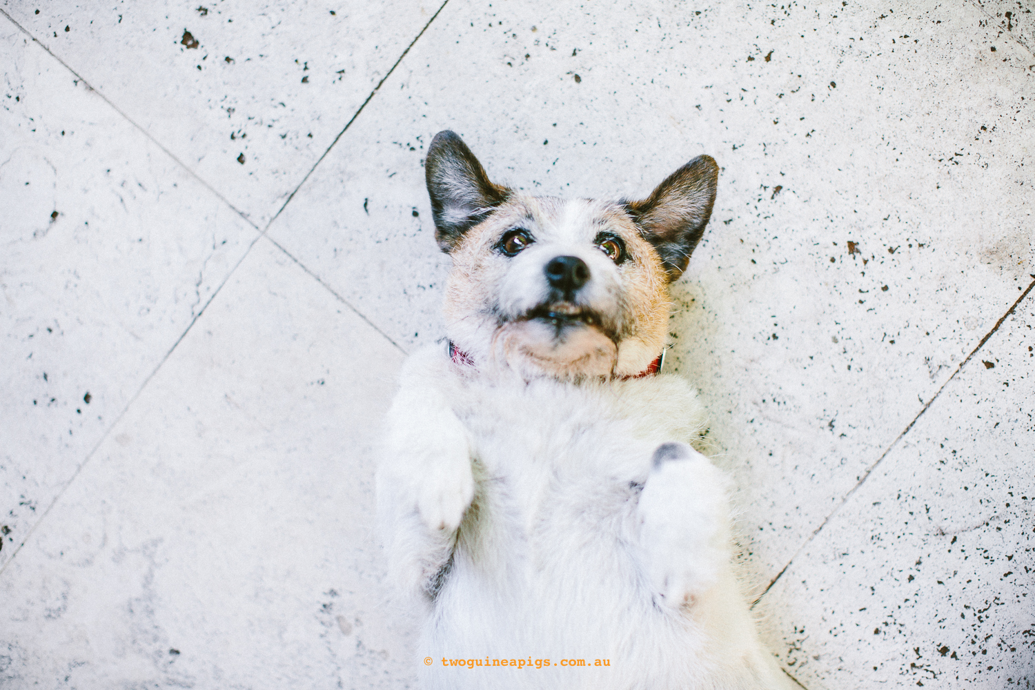 twoguineapigs_pet_photography_jkblackwell_poppy_jackrussell_iris_tabby_robinlow_kirribilli_1500-34.jpg