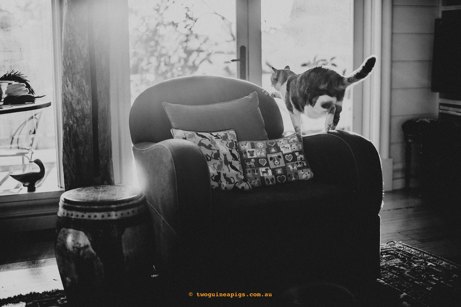 twoguineapigs_pet_photography_jkblackwell_poppy_jackrussell_iris_tabby_robinlow_kirribilli_1500-51.jpg