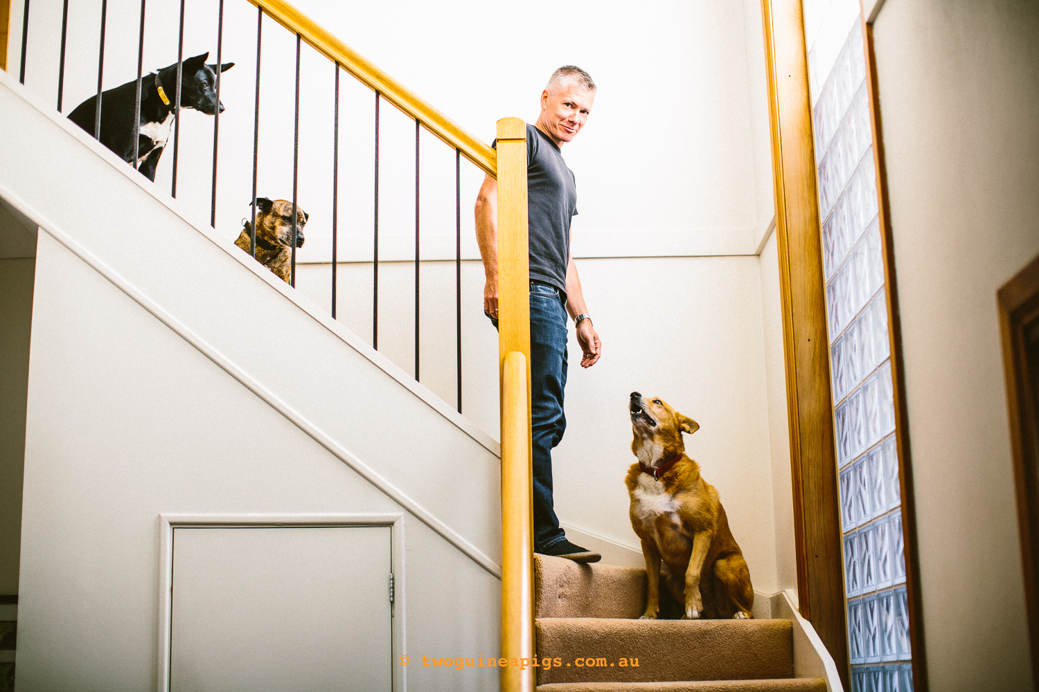 twoguineapigs_pet_photography_australian_cattle_dog_dingo_kelpie_randwick