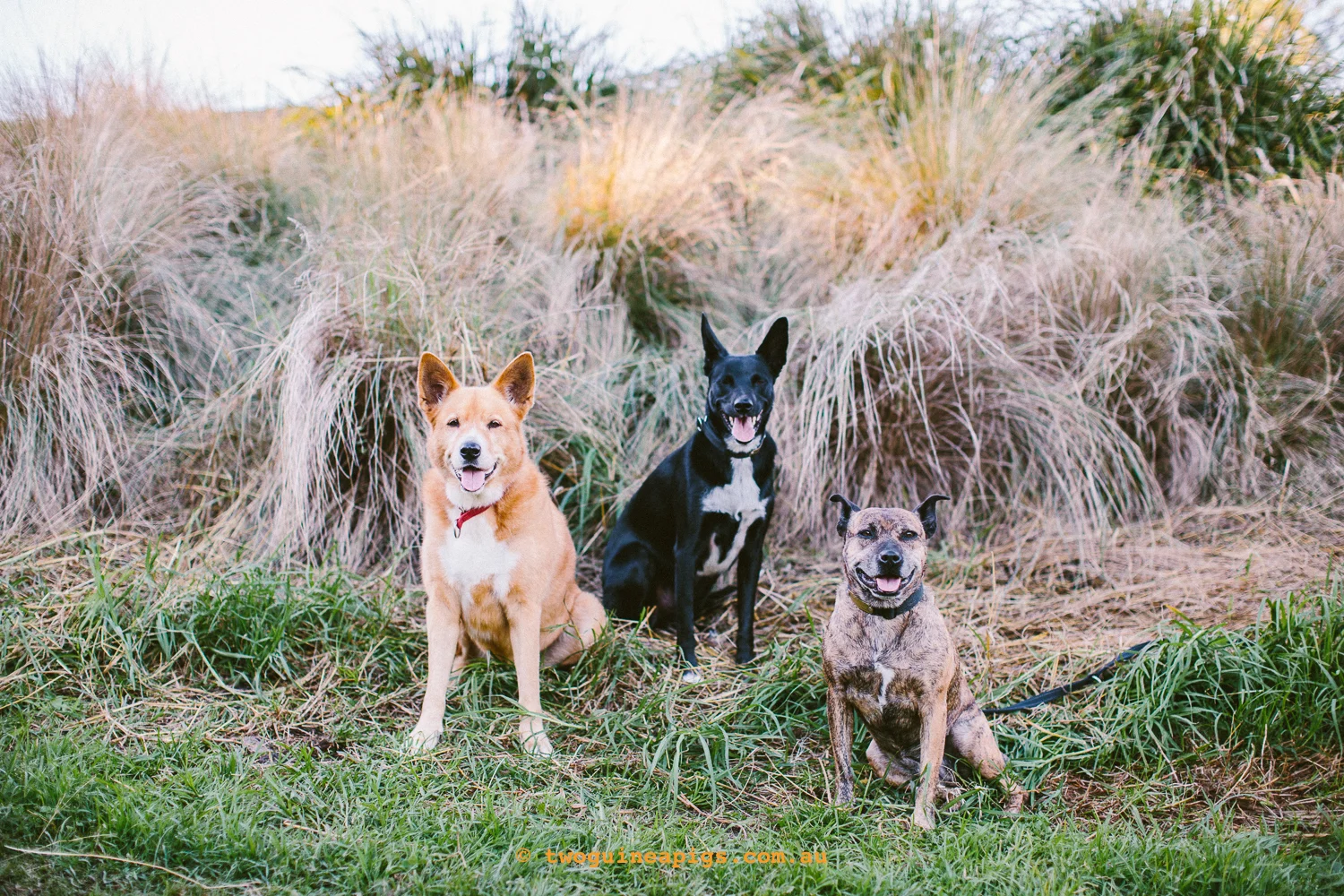 twoguineapigs_pet_photography_jkblackwell_emma_bonnie_scooby_trevor_anthony_acd_kelpie_stumpy_dingo_1500-89.jpg
