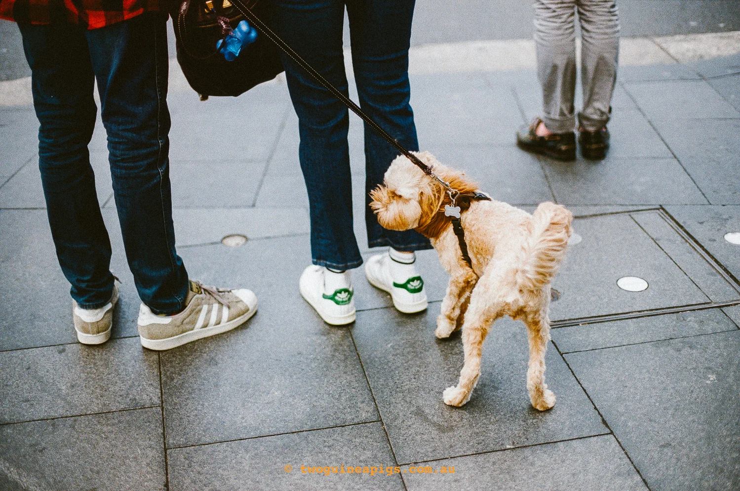 Street Cavoodle