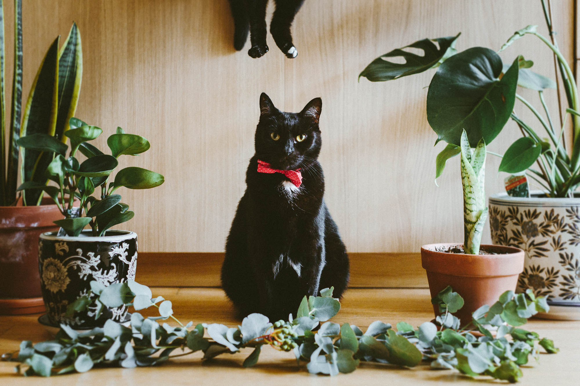 © twoguineapigs pet photography scallywags black cats mr big pf