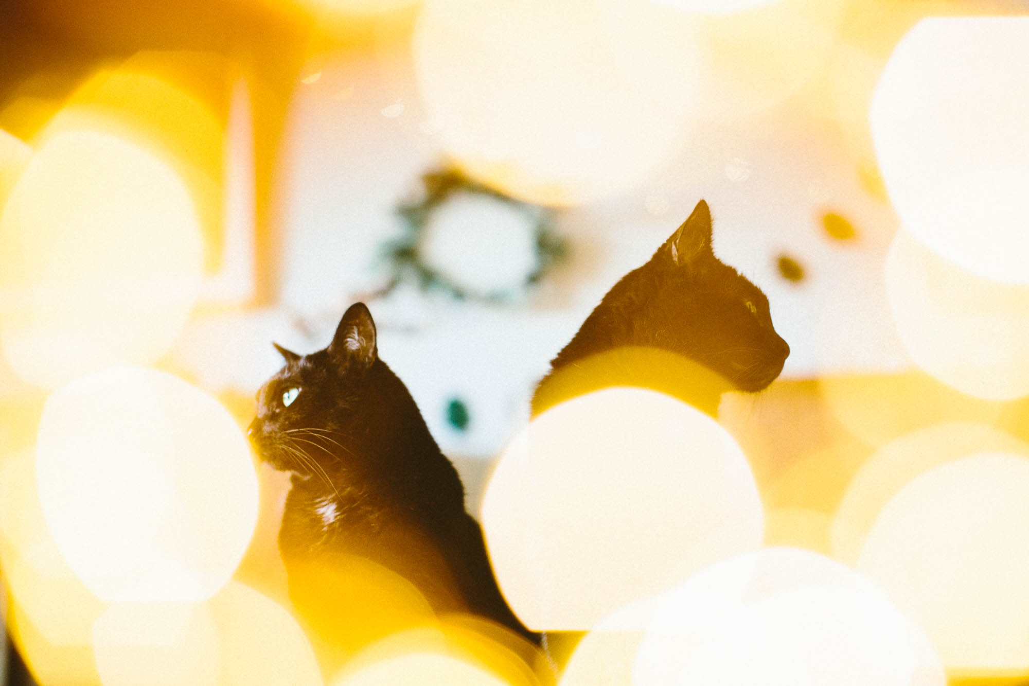 © twoguineapigs pet photography scallywags black cats mr big pf