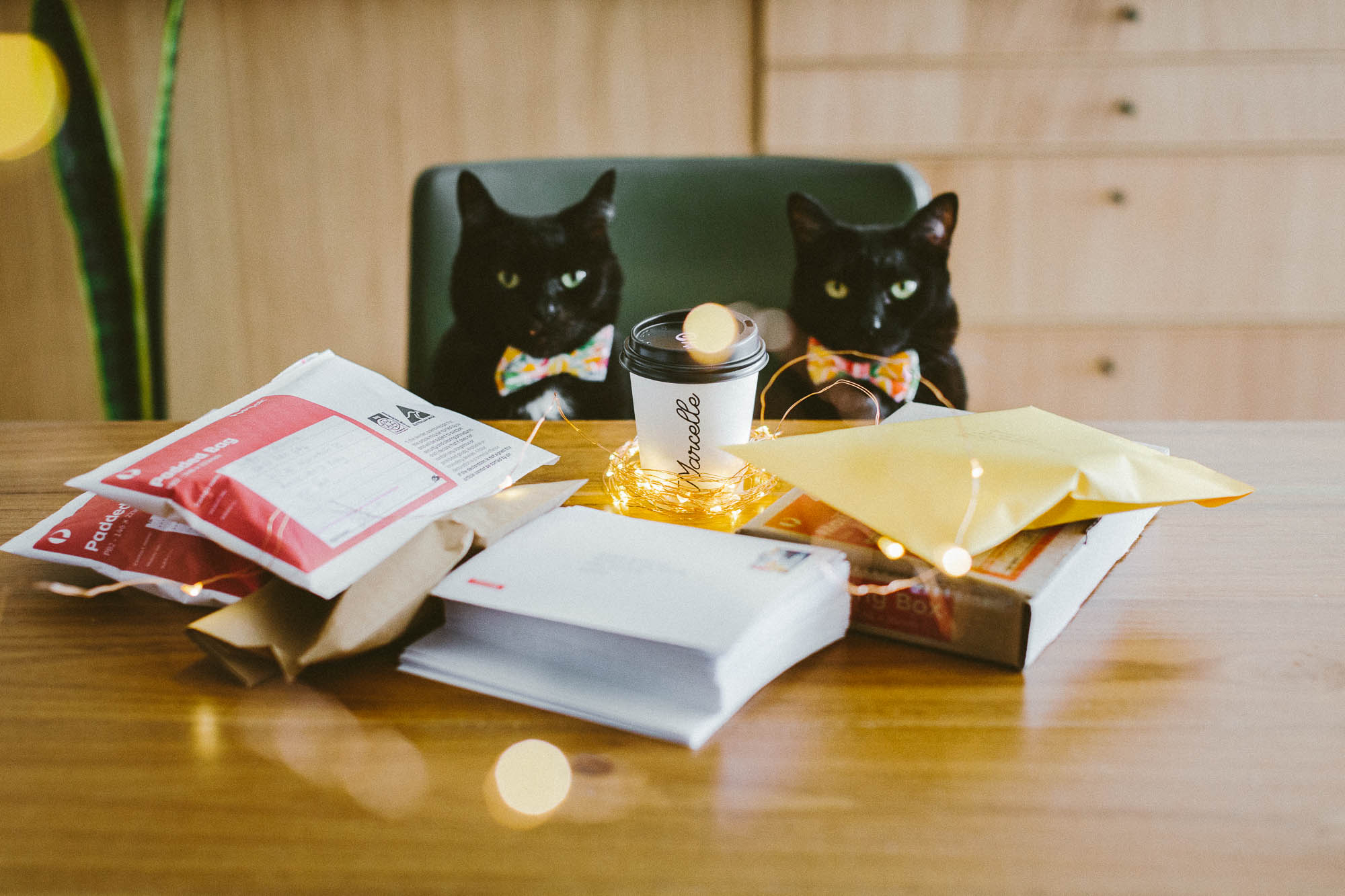 ©twoguineapigs_pet_photography_scallywags_black_cat_mrbig_pf