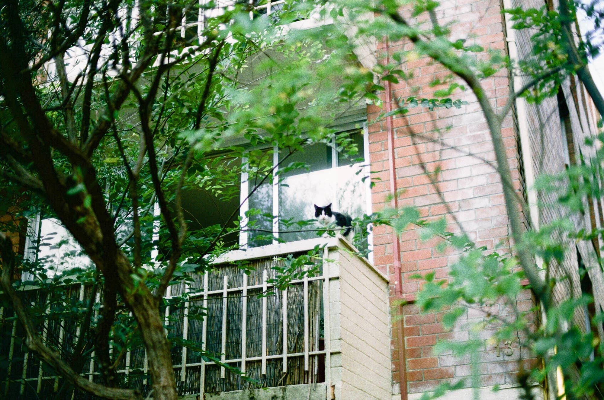 ©twoguineapigs.com.au | fujifilm c200 on Canon AE-1