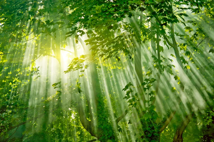 Amazon+Forest+Light.jpg