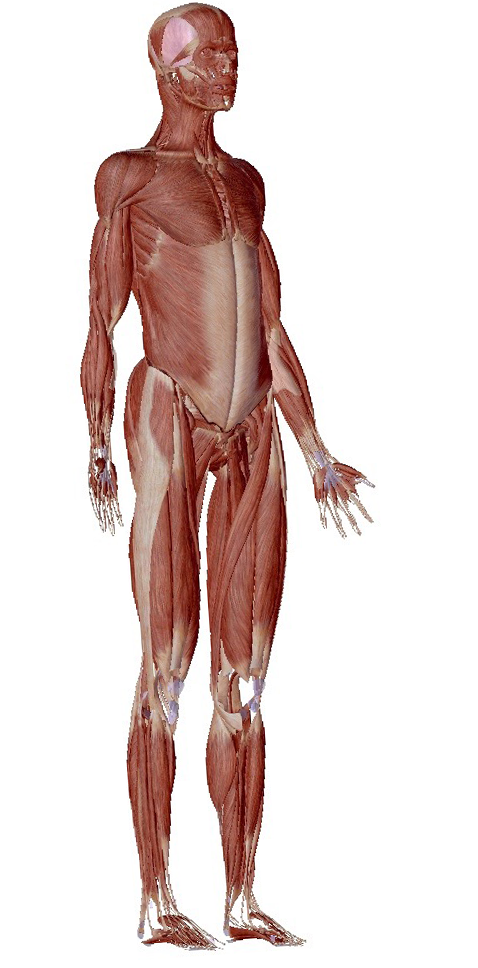 Muscular