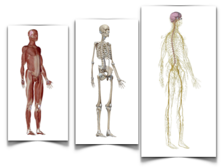 FALA-SE MUITO EM CADEIAS MUSCULARES E POUCO DAS CADEIAS MENTAIS