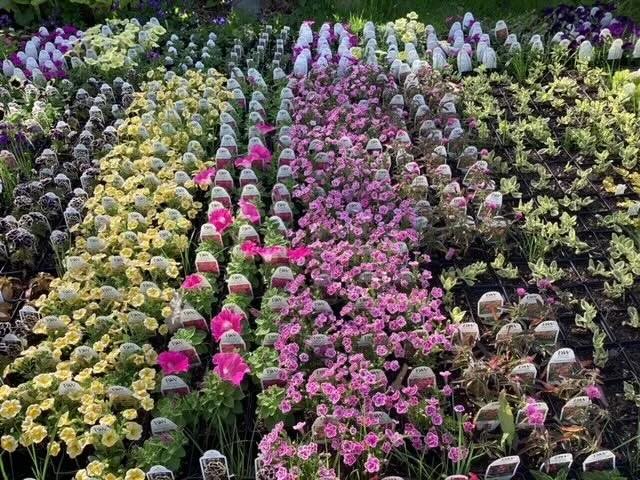 Garden Club of Minneapolis Plant Sale