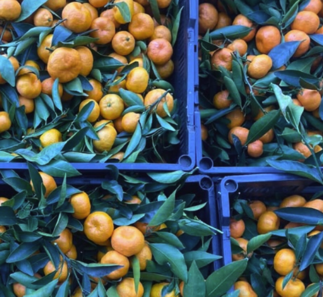 🍊 Kishu Mandarin Festival @ Moona Moono