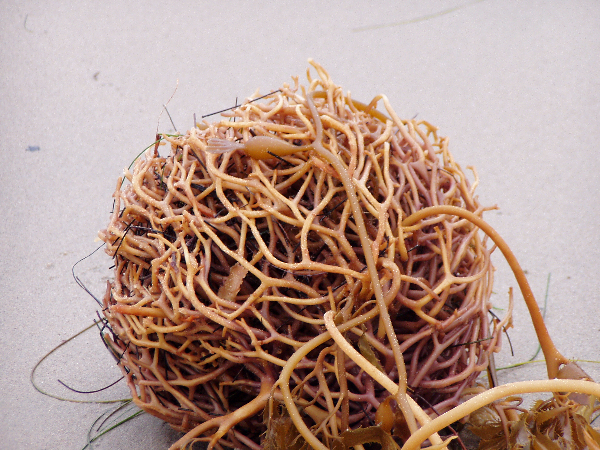 seaweed ball