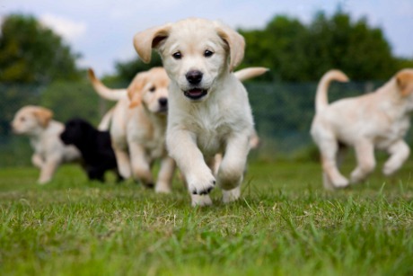 Golden-Labrador-puppy-running-towrds-the-camera-with-other-puppies-in-the-background1.jpg
