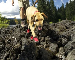 grip-trex-dog-boot-lava-rock.jpg