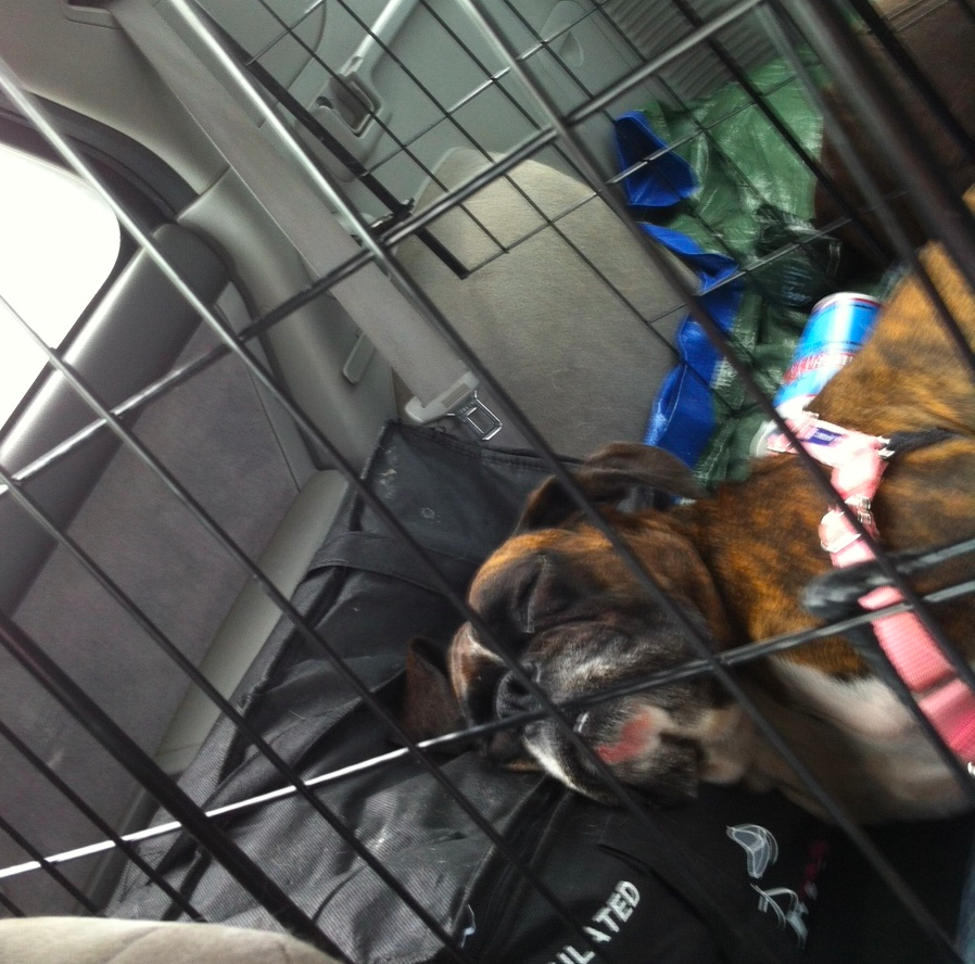 Trixie on the school bus after her field trip!