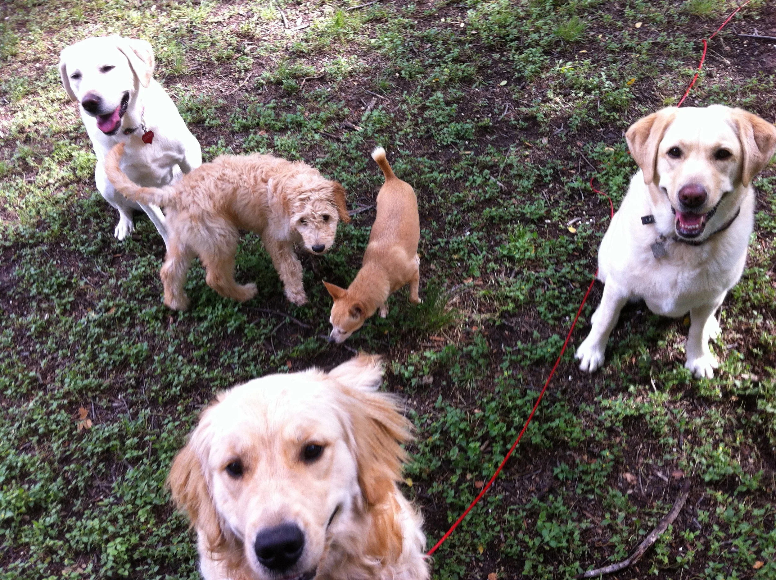 Blonde day at Dog School!