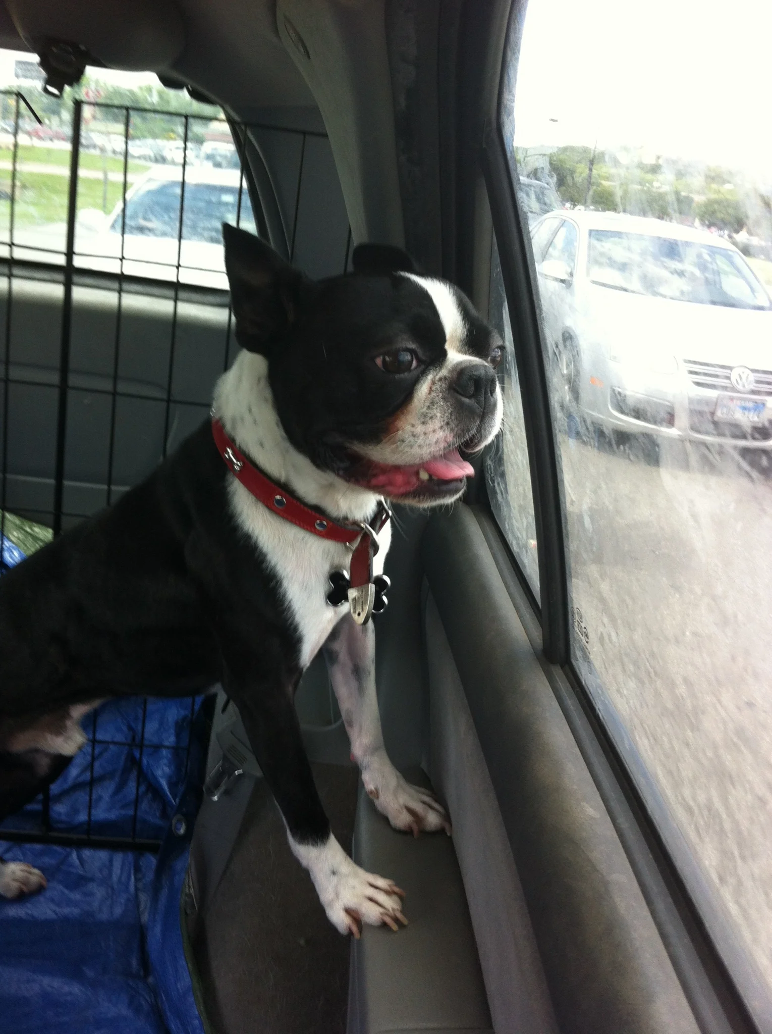 Boss in the Dog School bus!