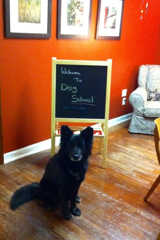 Osa welcomes you to Dog School!