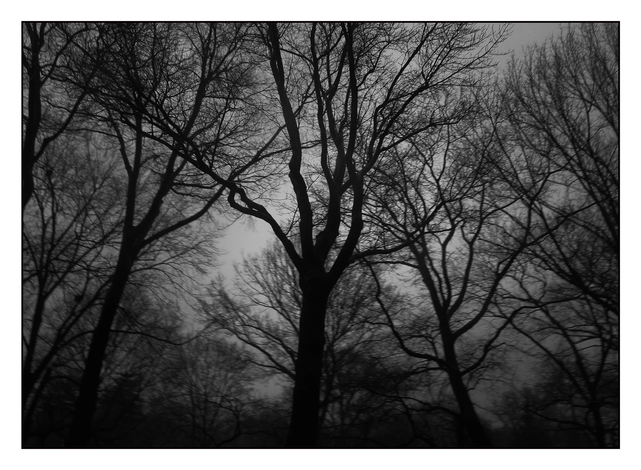 Dark Nature 01A.jpg