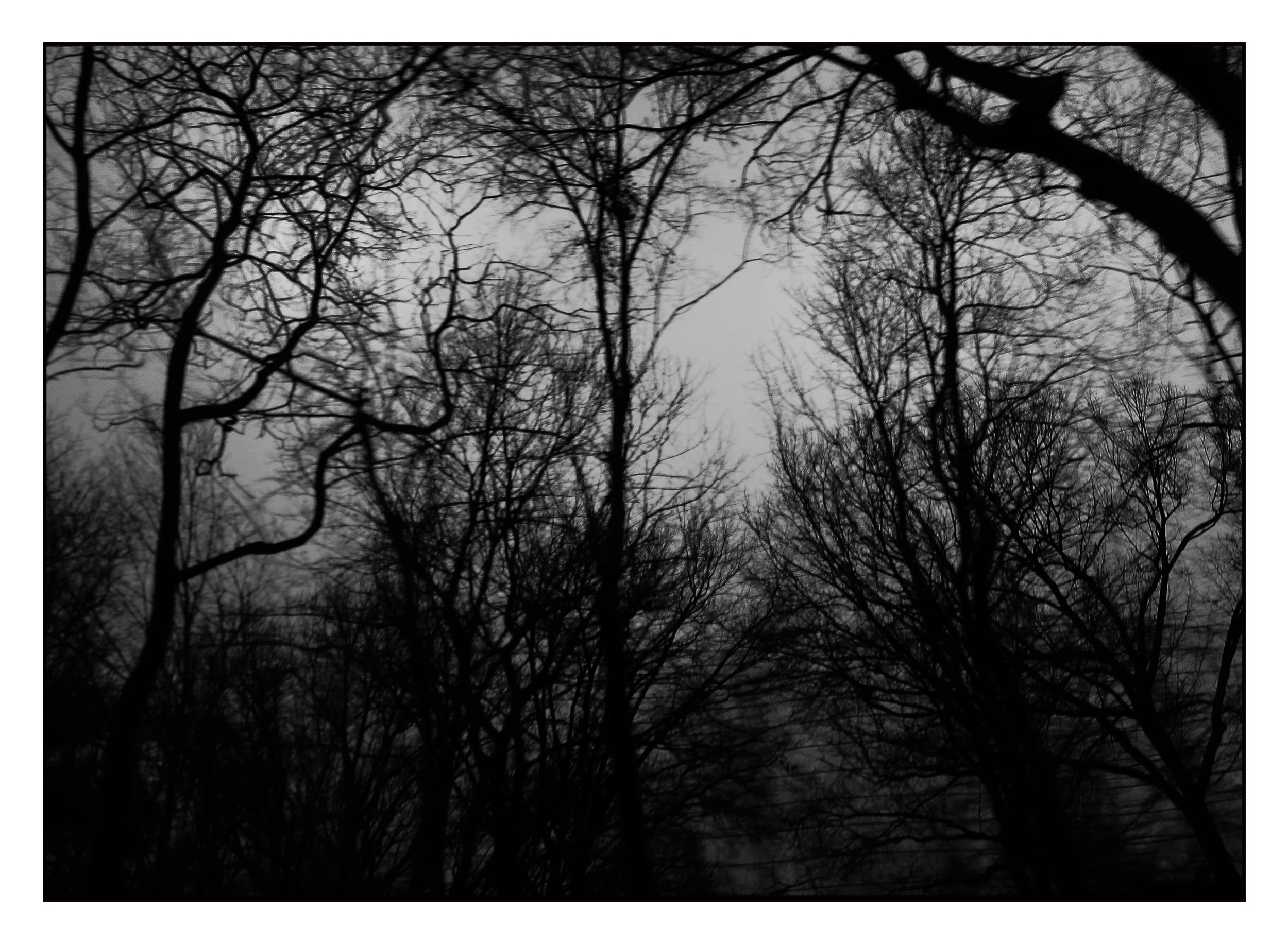 Dark Nature 02A.jpg
