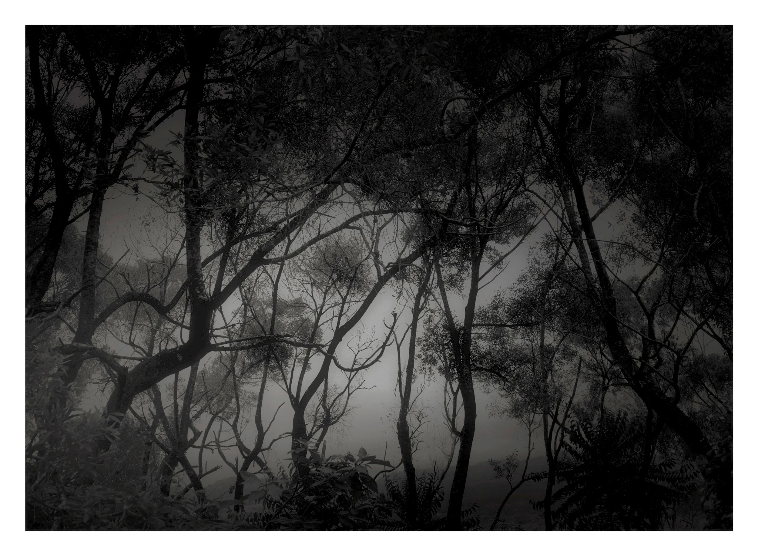 Dark Nature 04A.jpg