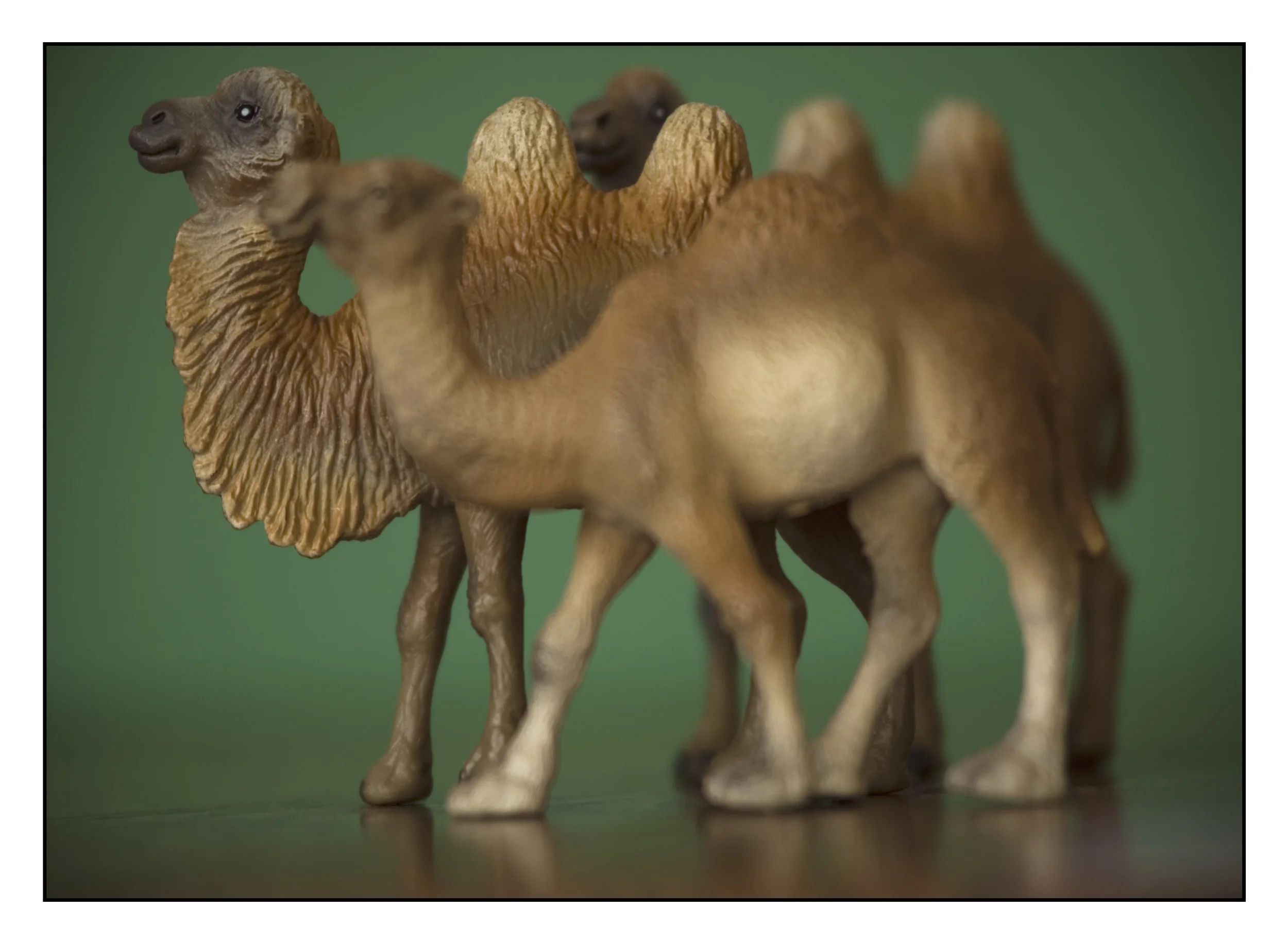 Camel BD.jpg