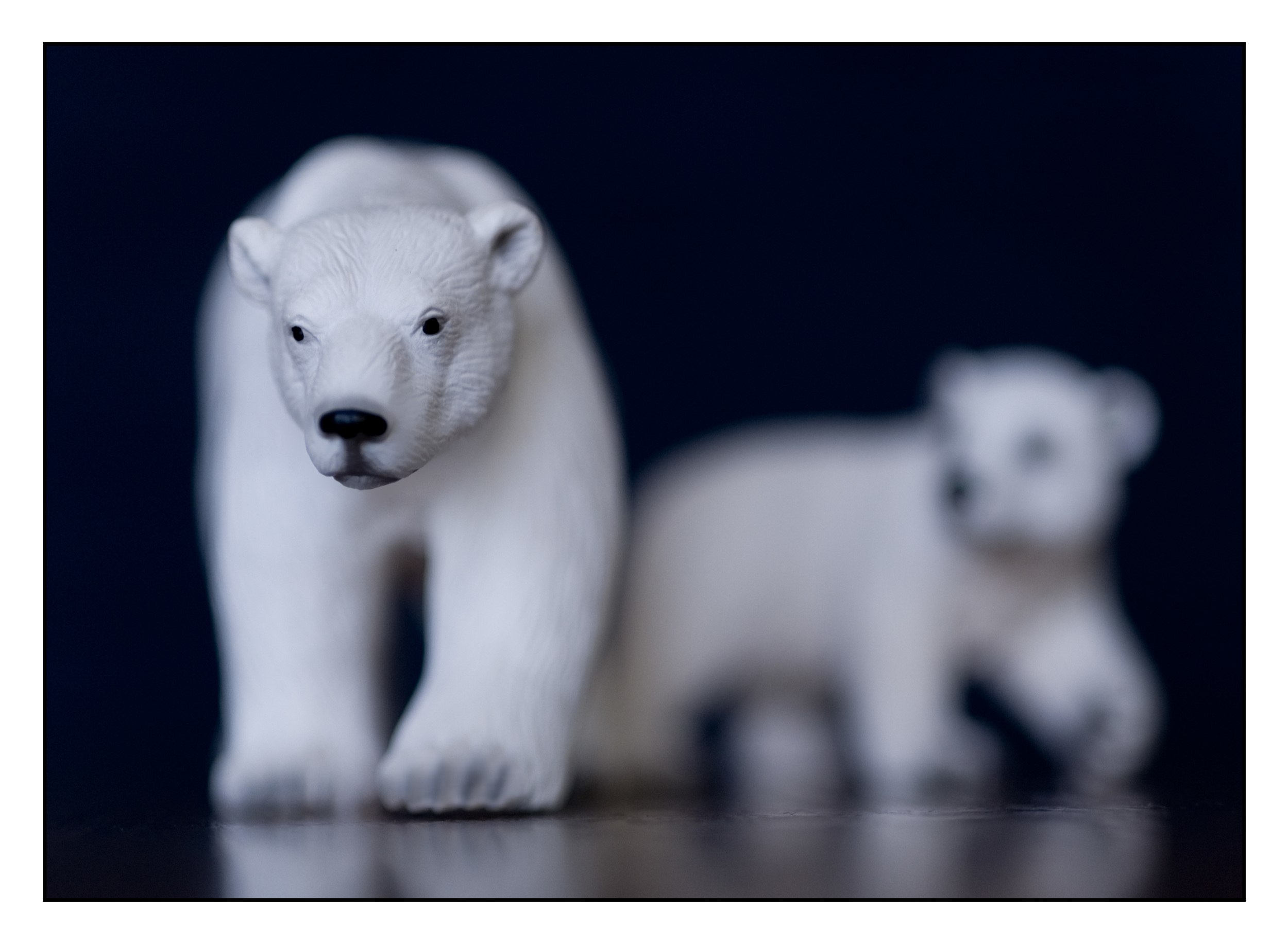 Bears BD.jpg