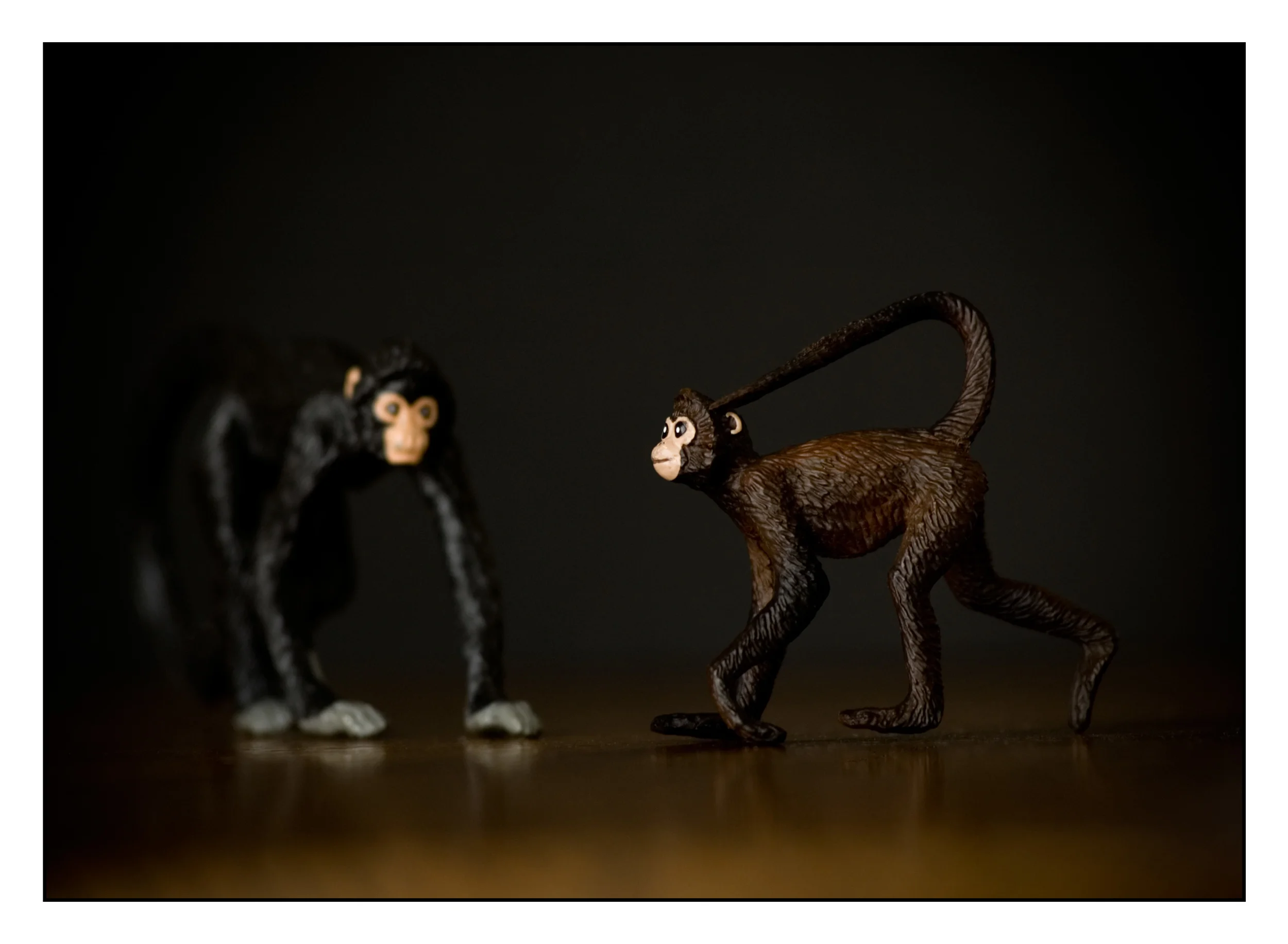 Monkeys BD.jpg