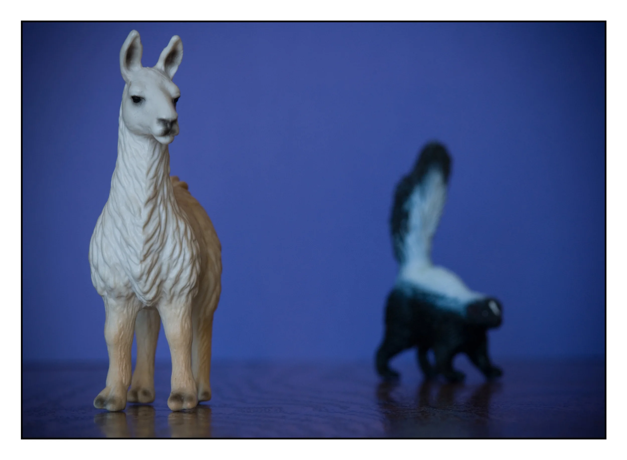 llama skunk BD.jpg