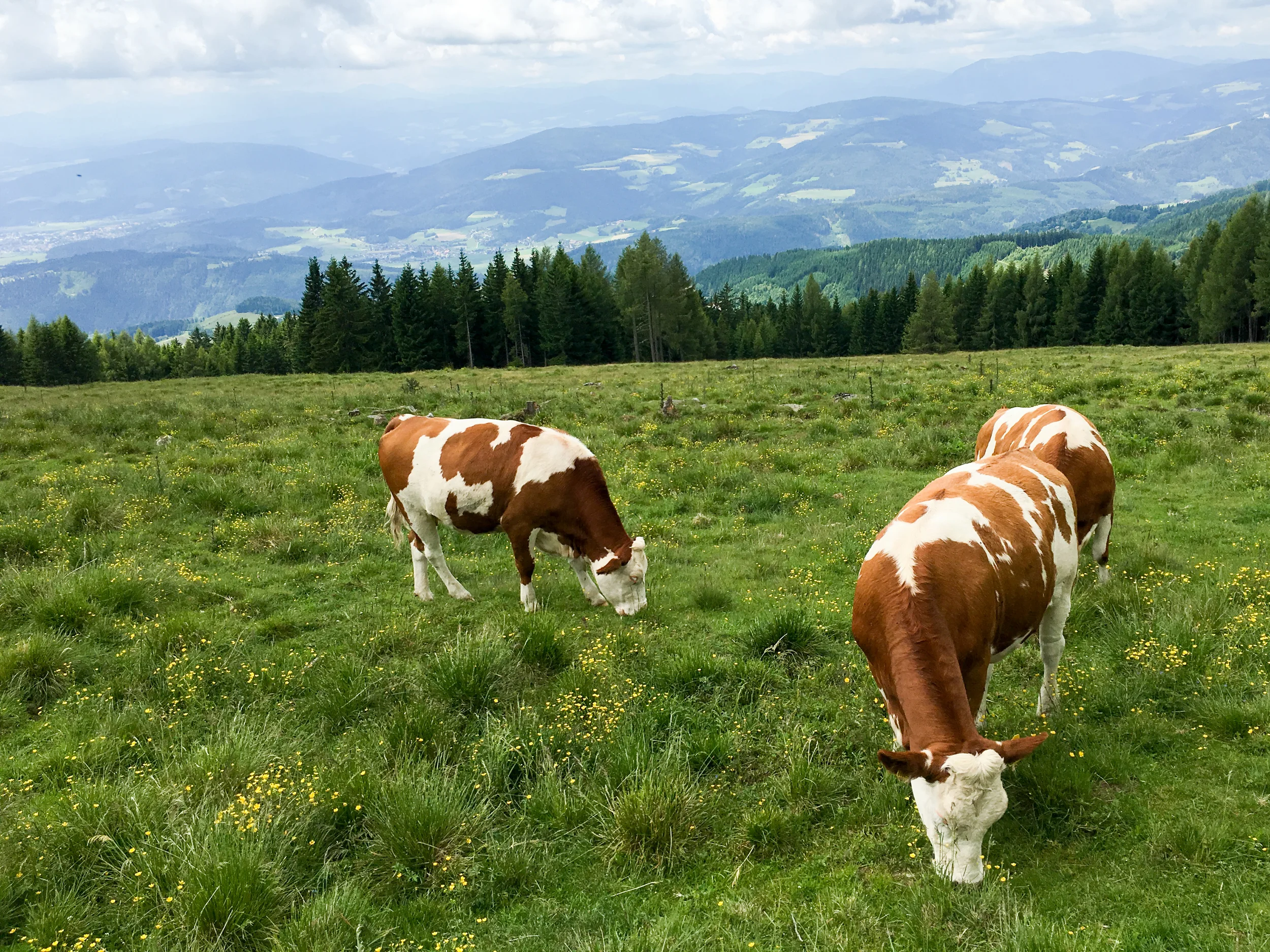Resident moos overlooking gentle hills. So kitschy, so alpine.