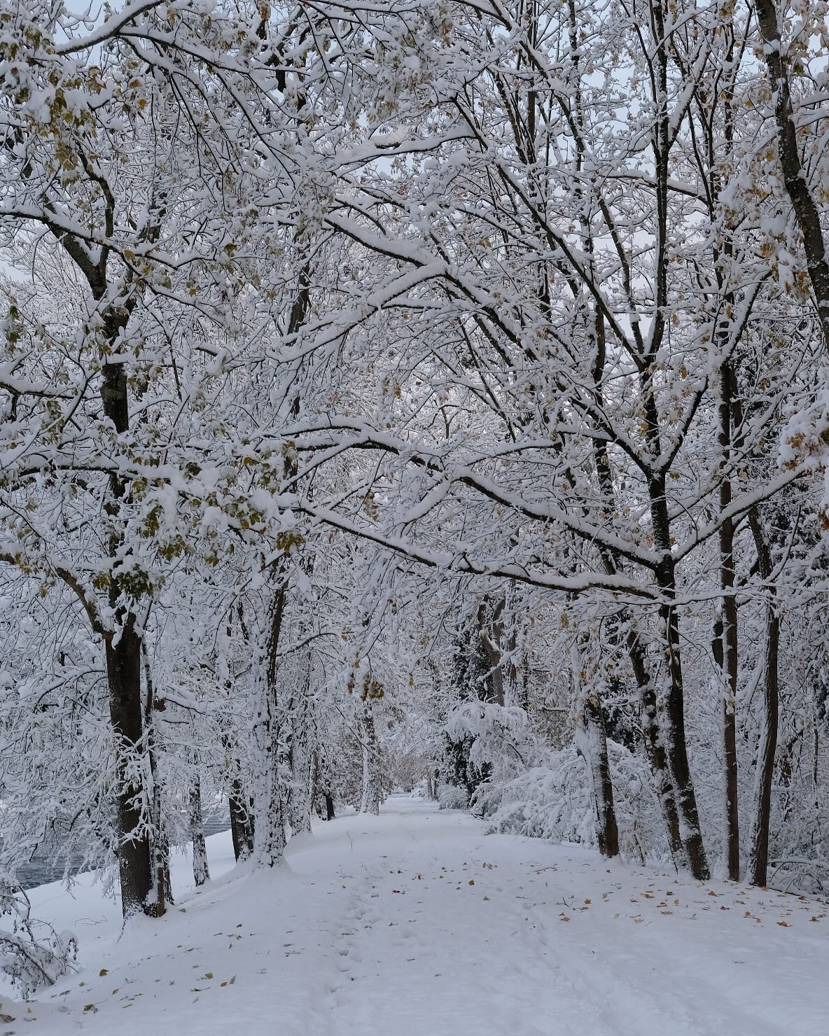 It&rsquo;s not so often that we get so much snow in Basel (relatively low altitude at 261m) which makes this first snowfall this early in the season extra special. To start the day with a walk in the woods full of fresh powder snow makes it one to re