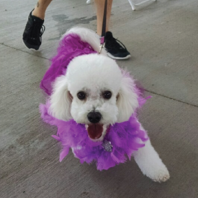 Food Four Paws Mutt Mixer Saturday, October 17, 10AM-2PM Rotary Park - Bullhead City, Arizona Admission: FREE Web: Food Four Paws Pet Pantry