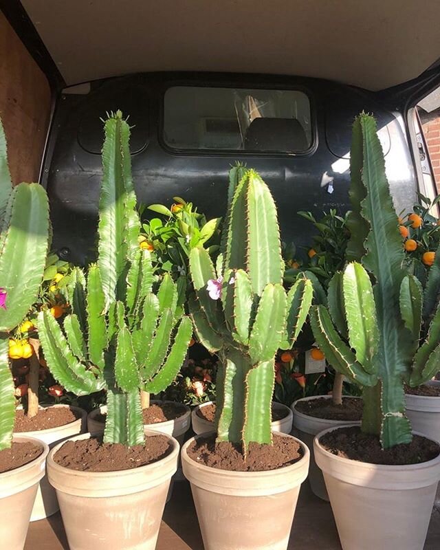 Gave cactussen!! 🌵🌱 #cactus#green#plants#pots#garden#flowers#flowershop#mexican